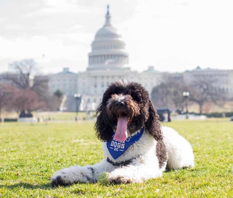 @teddy4president - Dog on National Mall in front of U.S. Capitol - Dog-friendly places in Washington, DC