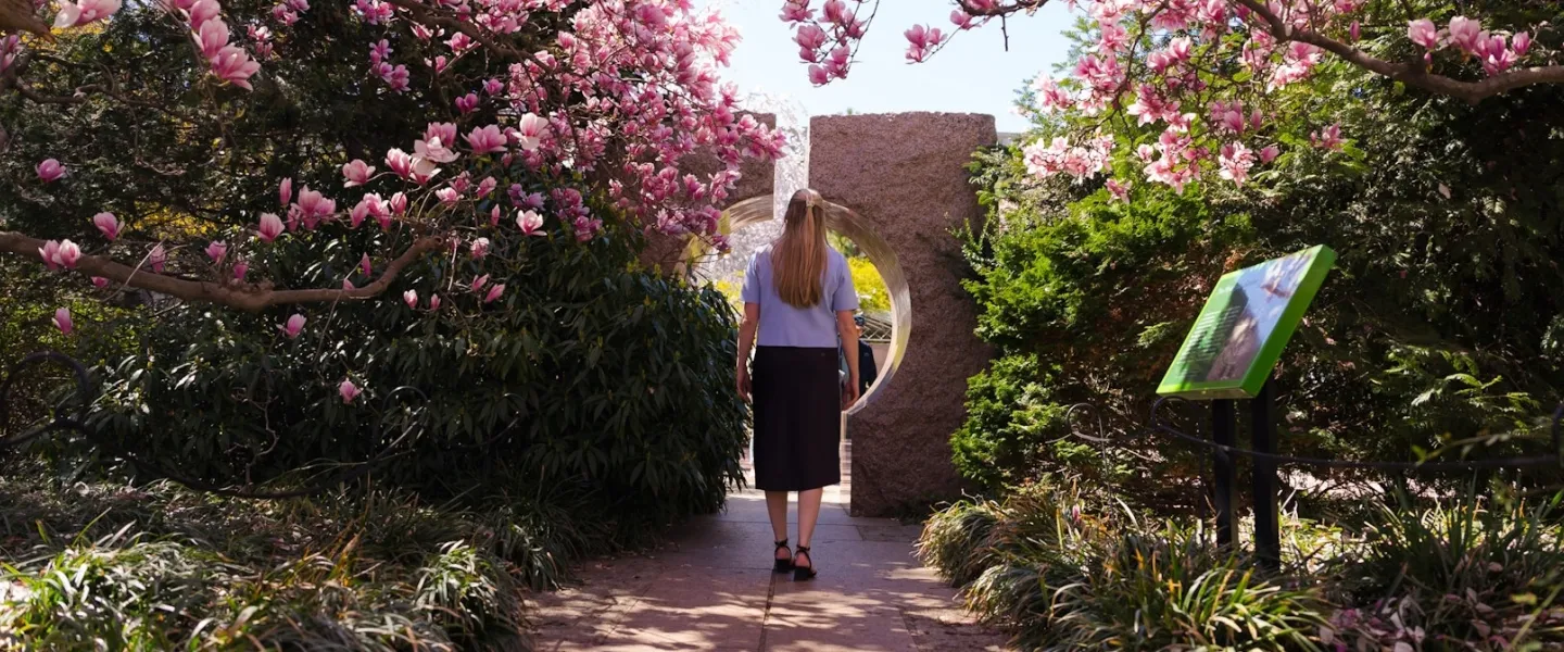 A woman walks through blooming pink magnolia trees toward a carved stone moon gate in the Enid A. Haupt Garden.
