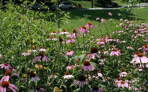 Little Falls Watershed Alliance