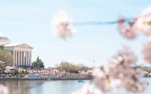Spring and cherry blossoms in Washington, DC - Your ultimate guide to the National Cherry Blossom Festival and springtime in DC